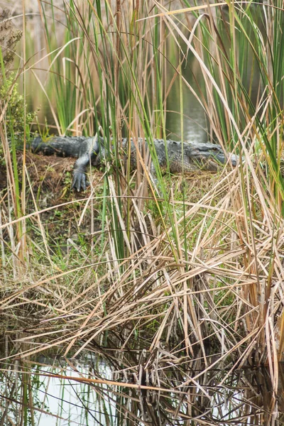 Uitzicht Merritt Island National Wildlife Refuge Florida — Stockfoto