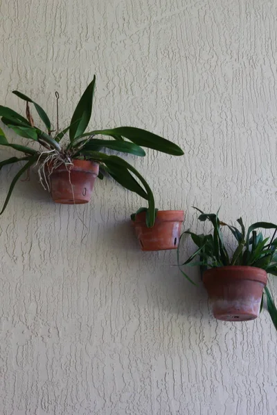 Plantas Exibidas Uma Parede — Fotografia de Stock