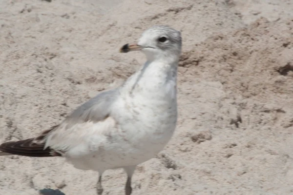 Views Birds Florida — Stock Photo, Image