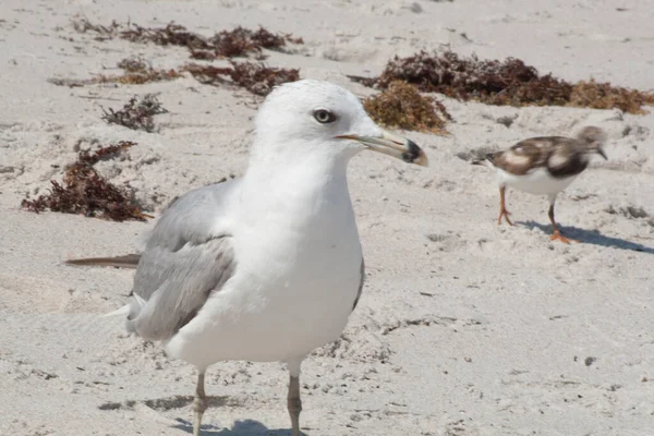 Views Birds Florida — Stock Photo, Image