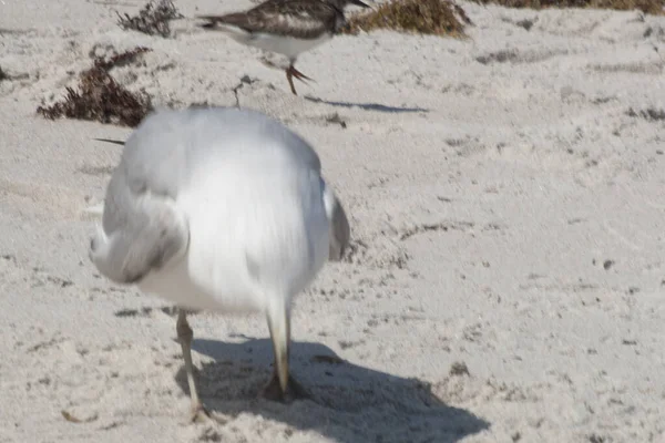 Views Birds Florida — Stock Photo, Image