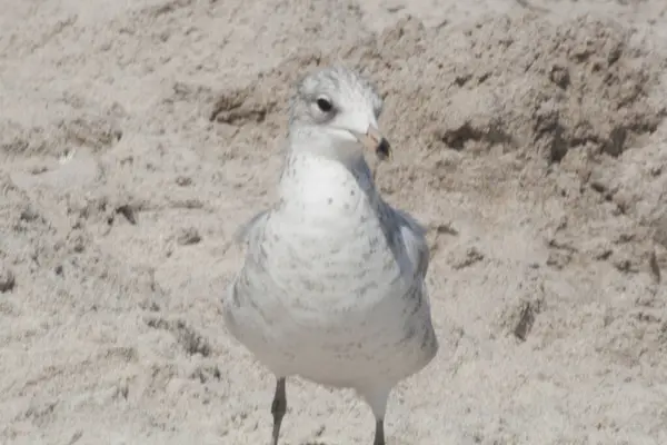 Views Birds Florida — Stock Photo, Image