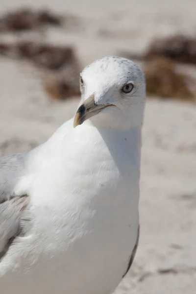 Fågelskådning Florida — Stockfoto