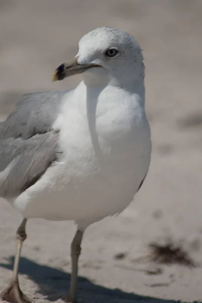 Fågelskådning Florida — Stockfoto