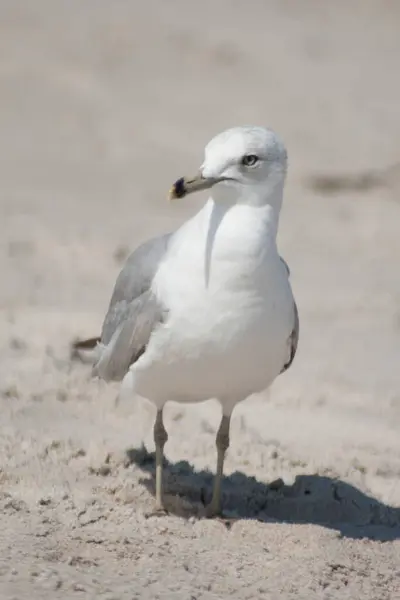 Views Birds Florida — Stock Photo, Image