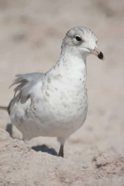 Ansichten Der Vögel Florida — Stockfoto