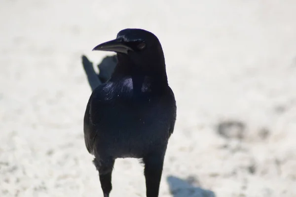 Ansichten Der Vögel Florida — Stockfoto