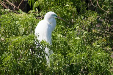 Florida 'daki kuşların manzarası