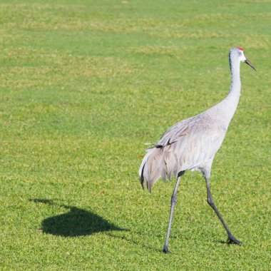 Florida 'daki kuşların manzarası