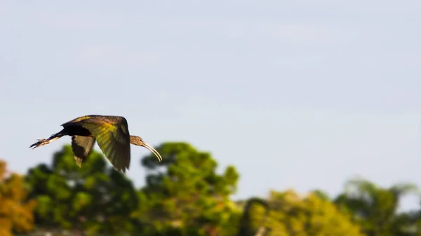 Fågelskådning Florida — Stockfoto