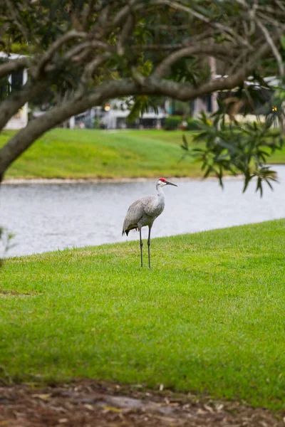 Vues Des Oiseaux Floride — Photo