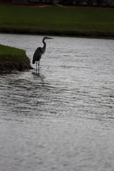 Kilátás Madarak Floridában — Stock Fotó