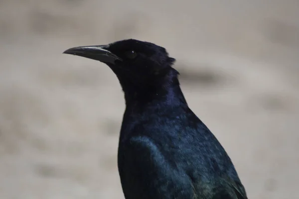 Uitzicht Vogels Florida — Stockfoto