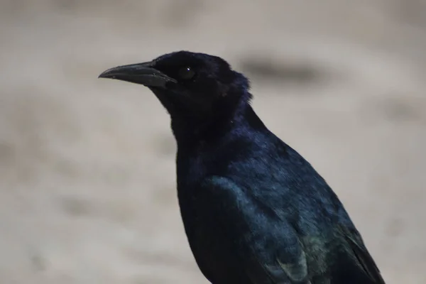 Views Birds Florida — Stock Photo, Image