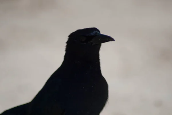 Views Birds Florida — Stock Photo, Image