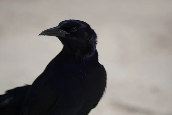 Views Birds Florida — Stock Photo, Image