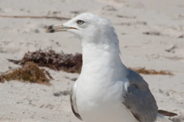 Views Birds Florida — Stock Photo, Image