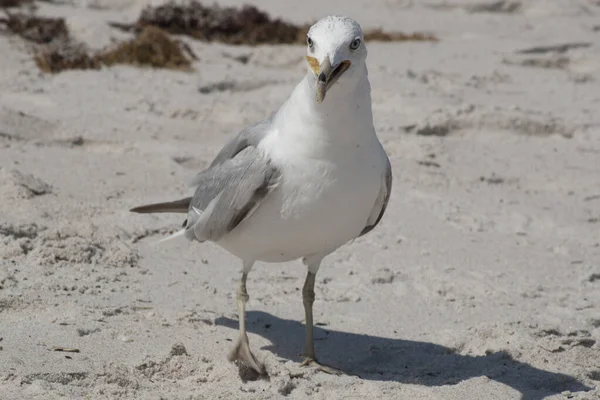 Views Birds Florida — Stock Photo, Image