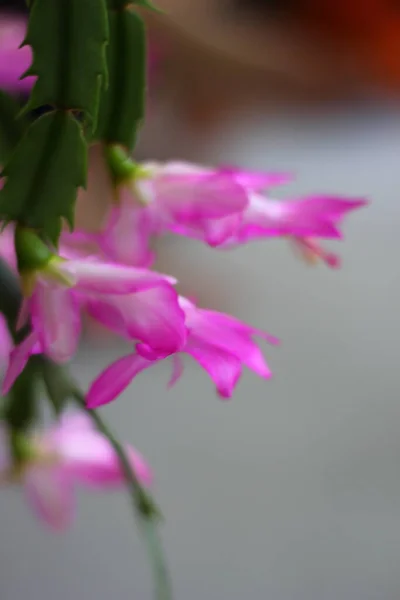 Bunte Blumen Einer Weihnachtspflanze — Stockfoto