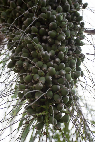 Massa Sementes Uma Palmeira — Fotografia de Stock