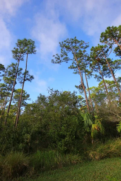 Southern Pine Trees Fort Pierce Florida — Stock fotografie