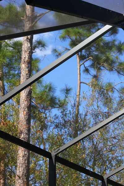 Southern Pine Trees Fort Pierce Florida — Stock Photo, Image