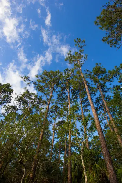 Southern Pine Trees Fort Pierce Florida — Fotografia de Stock