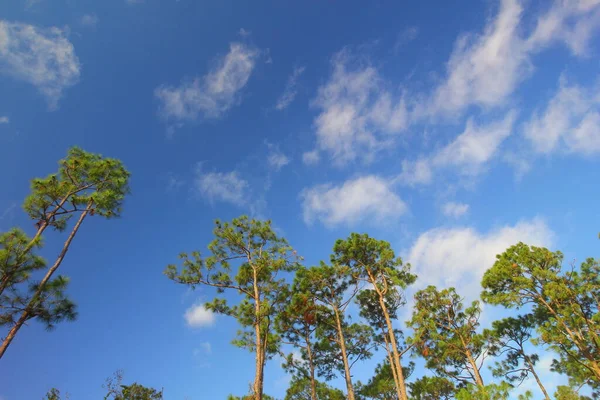 Southern Pine Trees Fort Pierce Florida — Stock Photo, Image