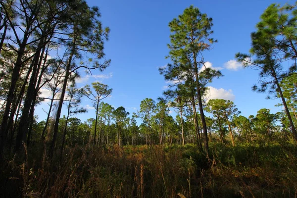 Vistas Oxbow Eco Center Fort Pierce Florida — Fotografia de Stock