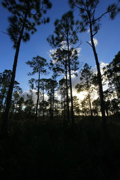 Vistas Oxbow Eco Center Fort Pierce Florida — Fotografia de Stock