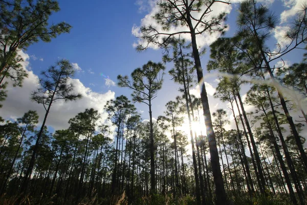 Vistas Oxbow Eco Center Fort Pierce Florida — Fotografia de Stock