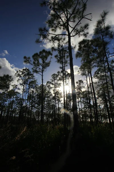 Synpunkter Från Oxbow Eco Center Fort Pierce Florida — Stockfoto