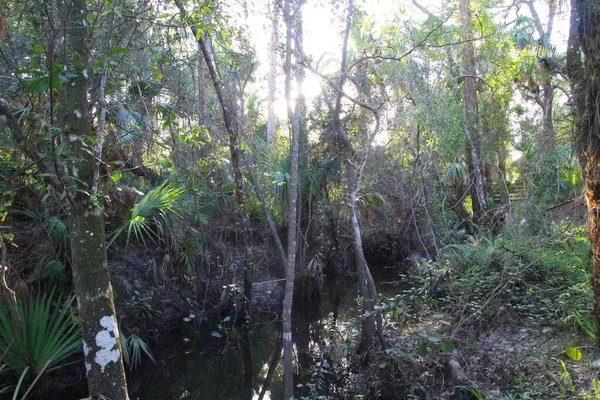 Výhled Oxbow Eco Center Fort Pierce Florida — Stock fotografie