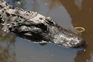 Muhafaza 'da Dinlenen Timsahlar