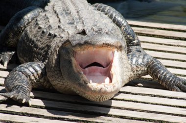 Muhafaza 'da Dinlenen Timsahlar