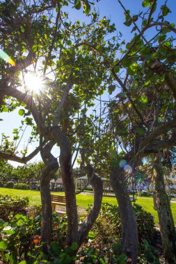 Ağaçlı Küçük Park, Vero Sahili, Florida