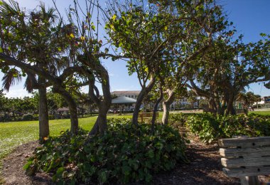 Ağaçlı Küçük Park, Vero Sahili, Florida