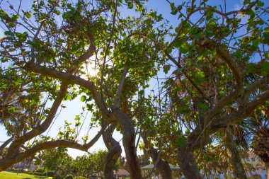 Ağaçlı Küçük Park, Vero Sahili, Florida