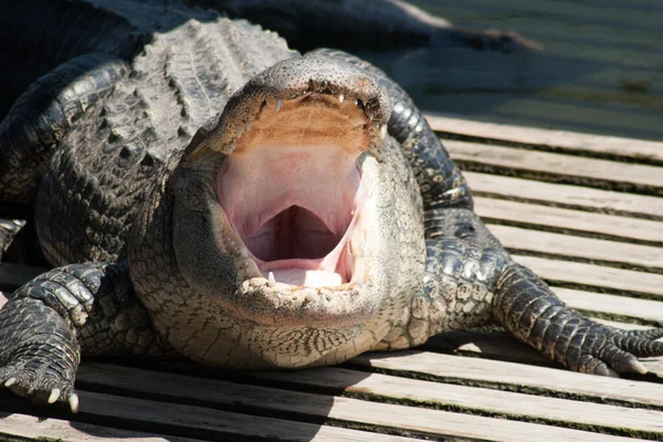 Resting Alligators Enclosure — Stock Photo, Image