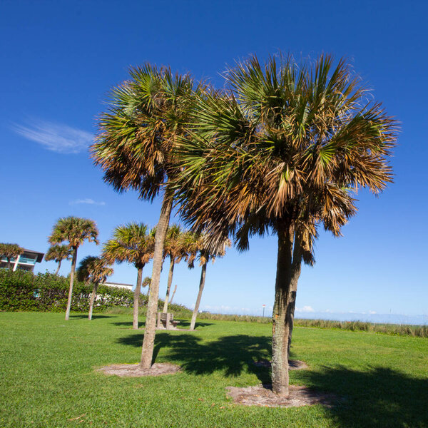 Small Park with Trees, Vero Beach, Florida