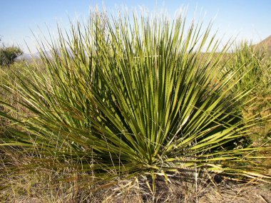 Big Bend Ulusal Parkı, Teksas