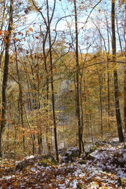 Hafif bir karın ardından sonbaharda Hemlock Cliffs, Indiana