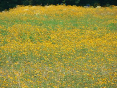 Güney Indiana manzarası
