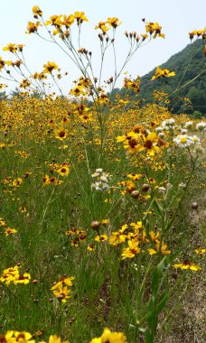 Güney Indiana manzarası