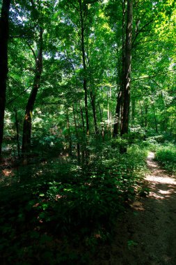 Cedar Bataklığı Yolu, Mamut Mağarası Ulusal Parkı, Kentucky