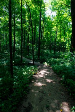 Cedar Bataklığı Yolu, Mamut Mağarası Ulusal Parkı, Kentucky