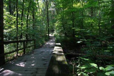 Cedar Bataklığı Yolu, Mamut Mağarası Ulusal Parkı, Kentucky