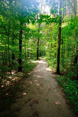 Cedar Bataklığı Yolu, Mamut Mağarası Ulusal Parkı, Kentucky
