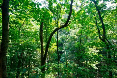 Cedar Bataklığı Yolu, Mamut Mağarası Ulusal Parkı, Kentucky