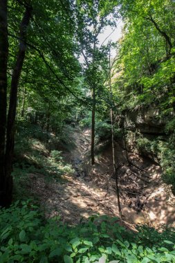 Cedar Bataklığı Yolu, Mamut Mağarası Ulusal Parkı, Kentucky